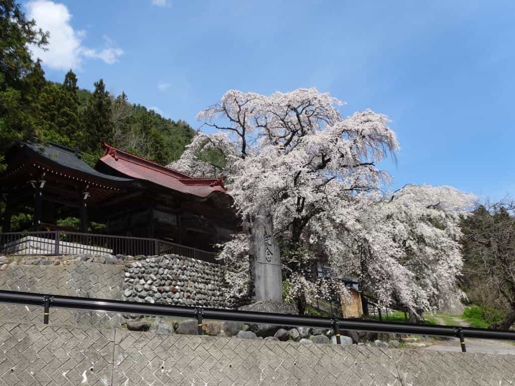 山寺の枝垂れ桜