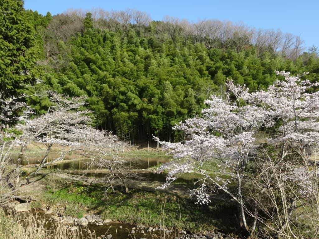 岐阜民家桜