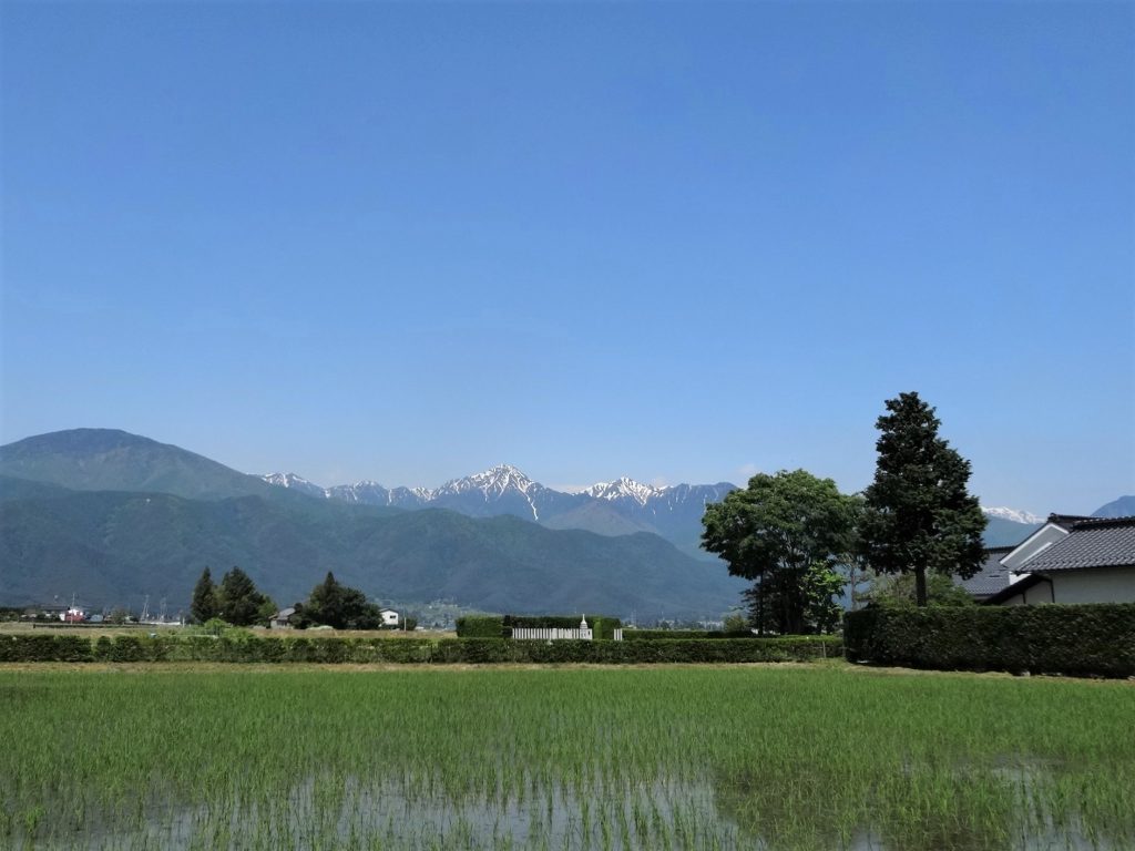 北アルプスと水田